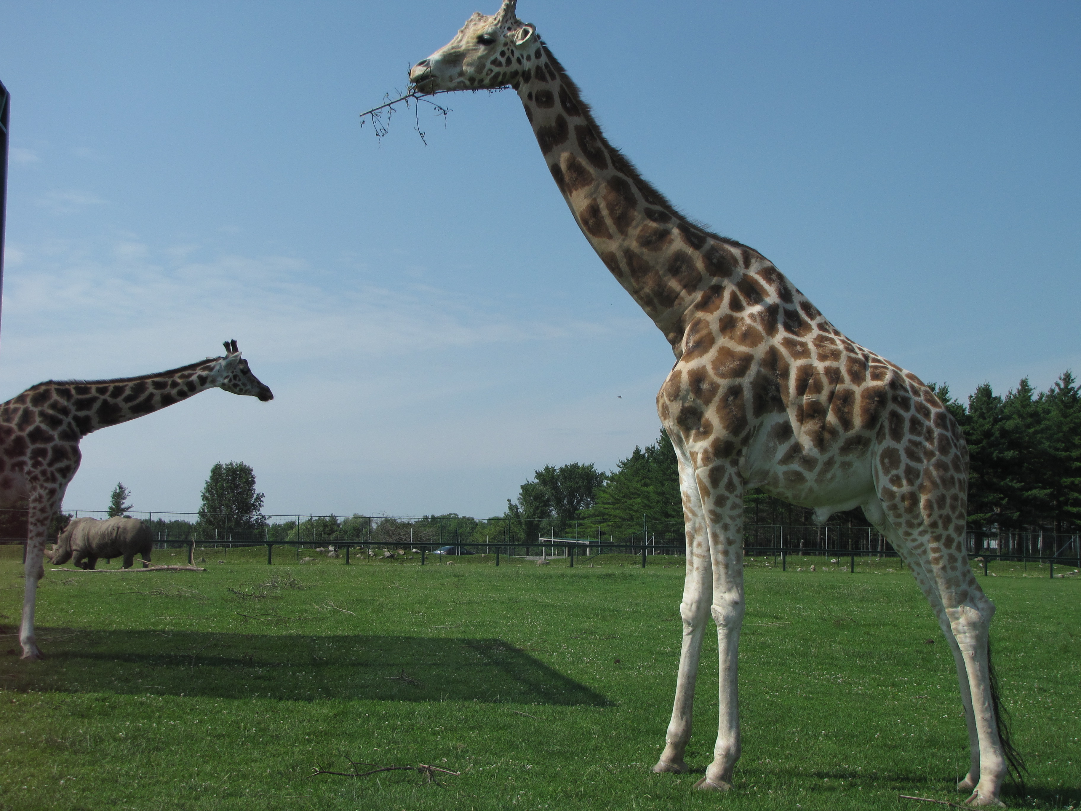 a giraffe enjoying a snack Pics4Learning