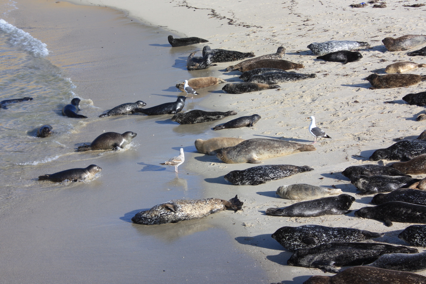 Harbor Seals on beach Pics4Learning