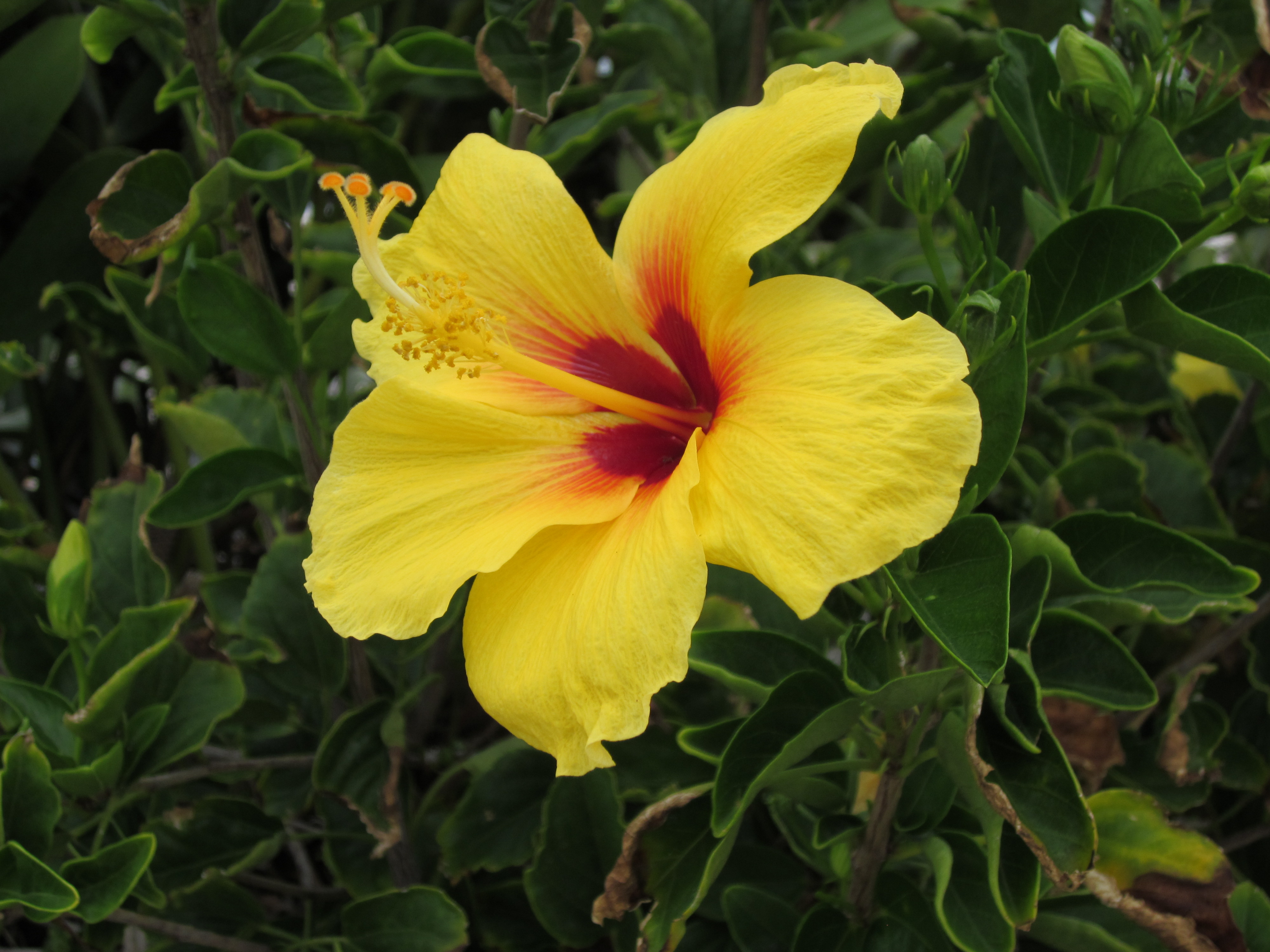 Yellow Hibiscus | Pics4Learning