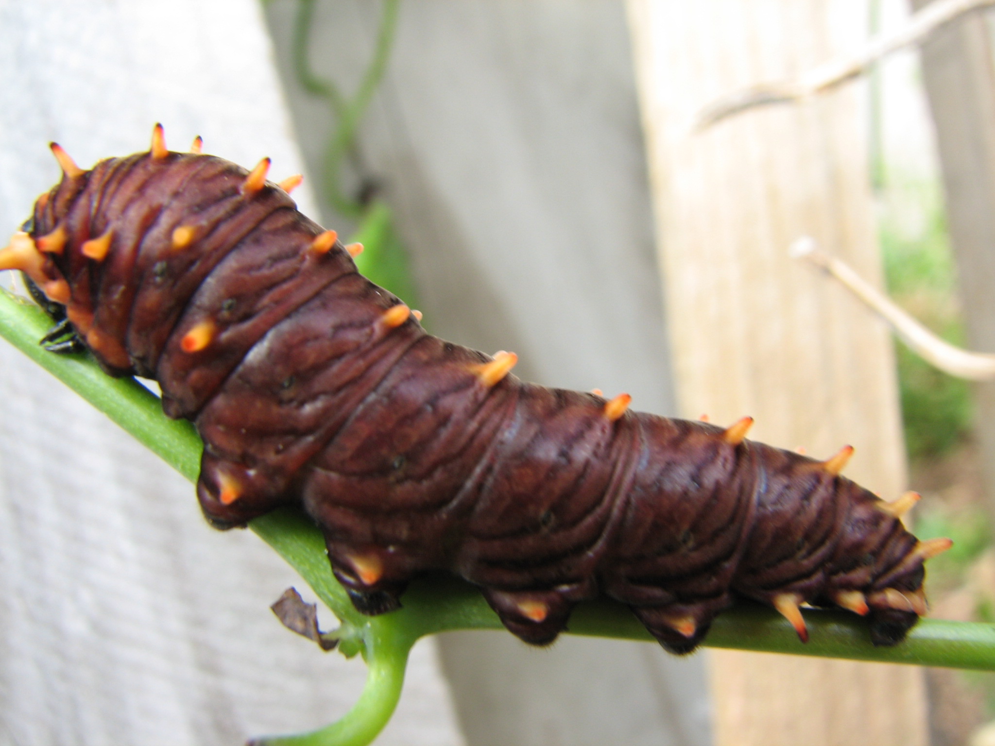 Polydamas Swallowtail Caterpillar | Pics4Learning