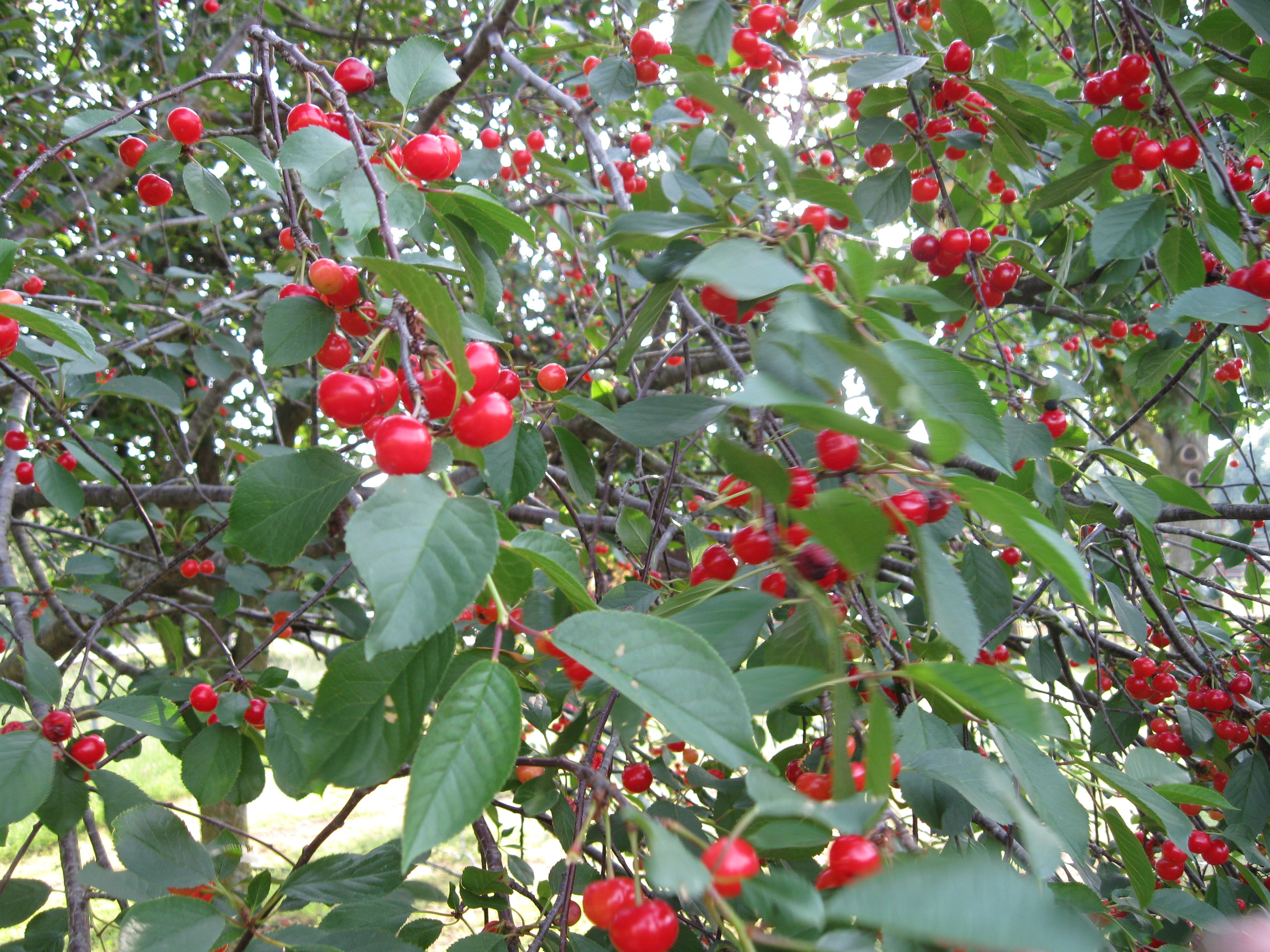 Cherries on Tree Pics4Learning