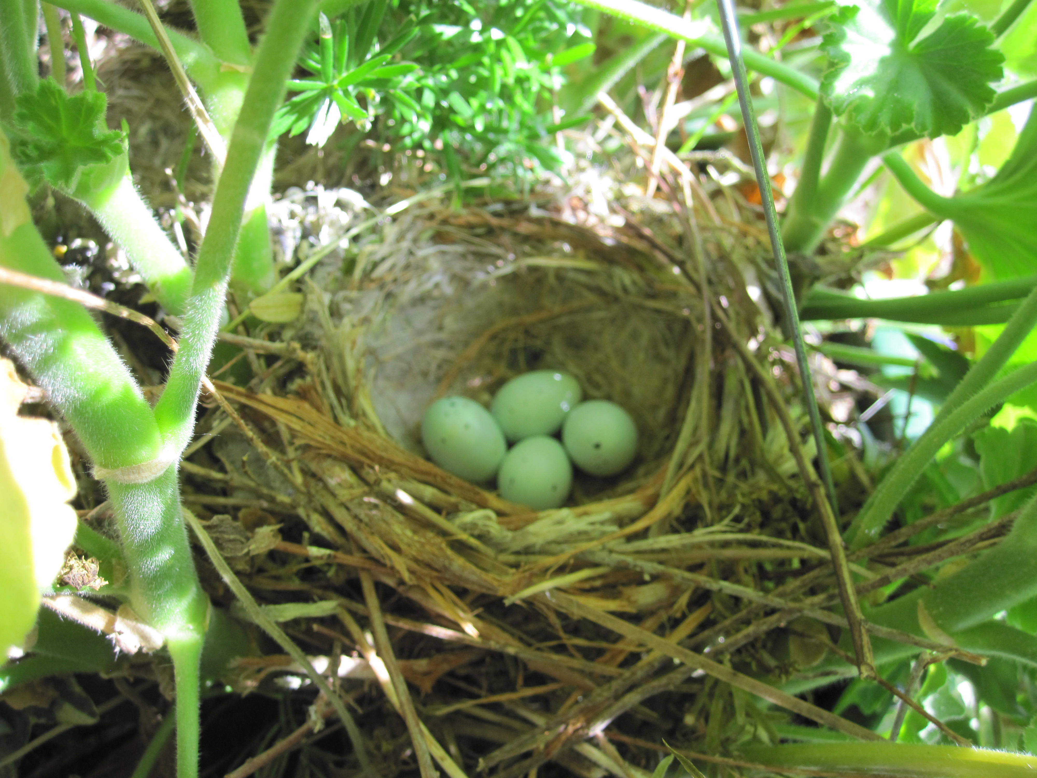 bird nest with eggs Pics4Learning