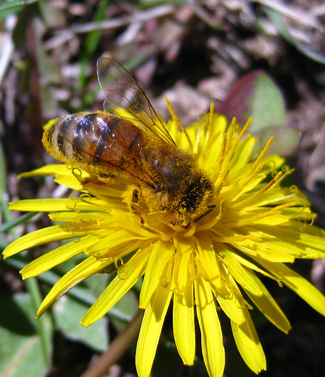 bee on a dandelion | Pics4Learning