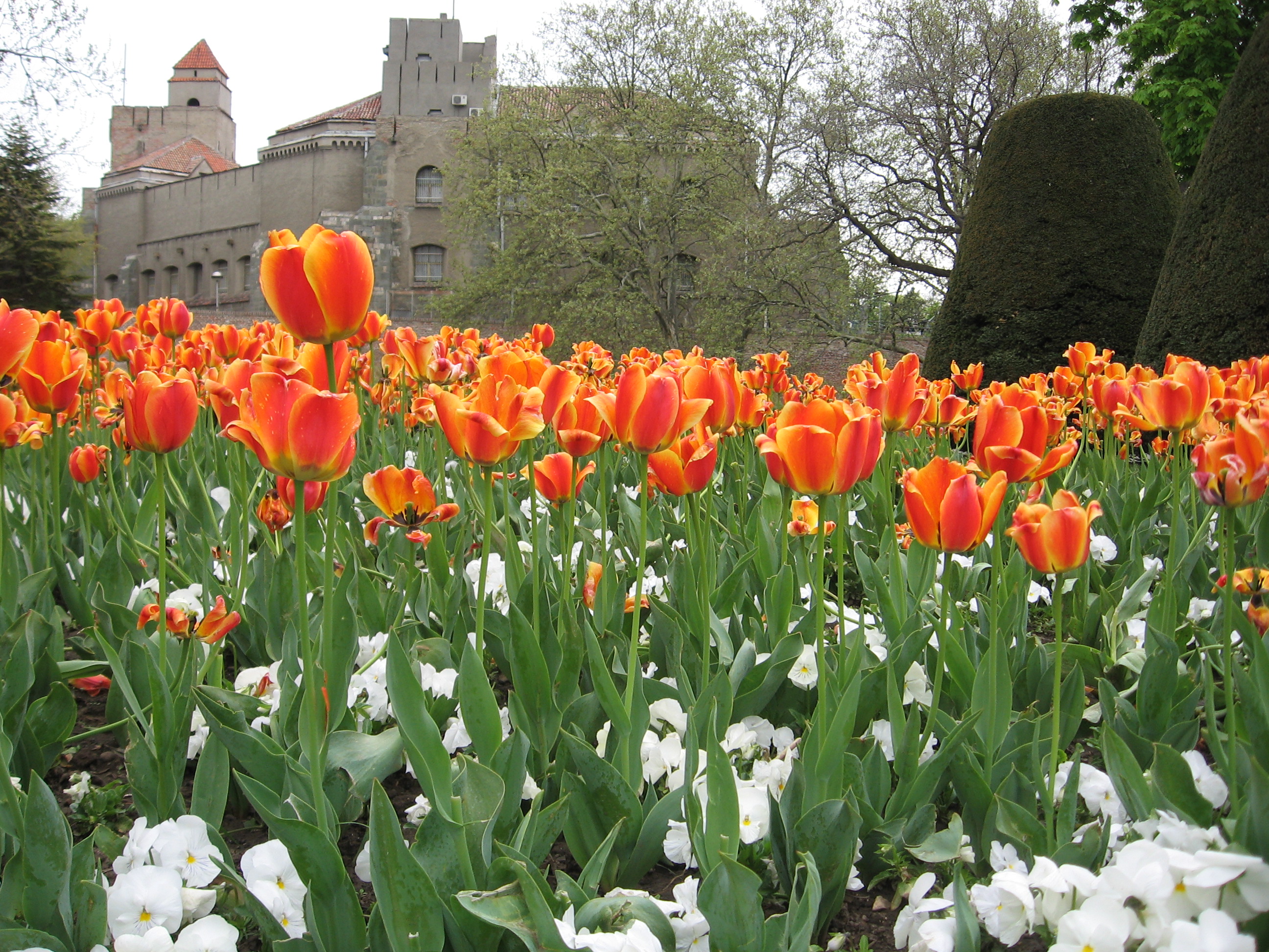 Flower Garden in Belgrade Pics4Learning