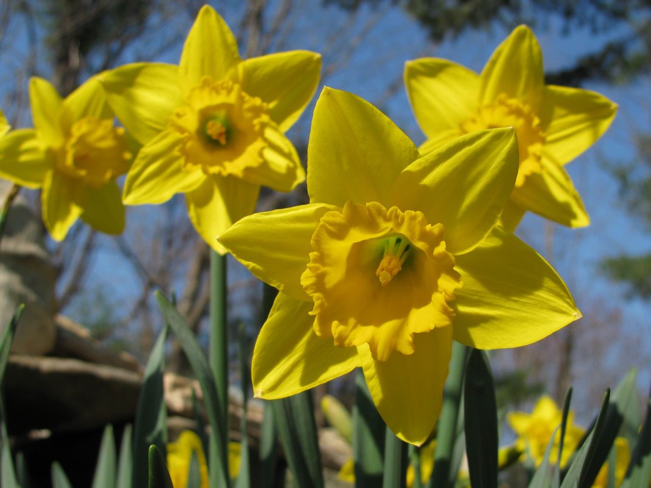 Daffodils in Spring | Pics4Learning