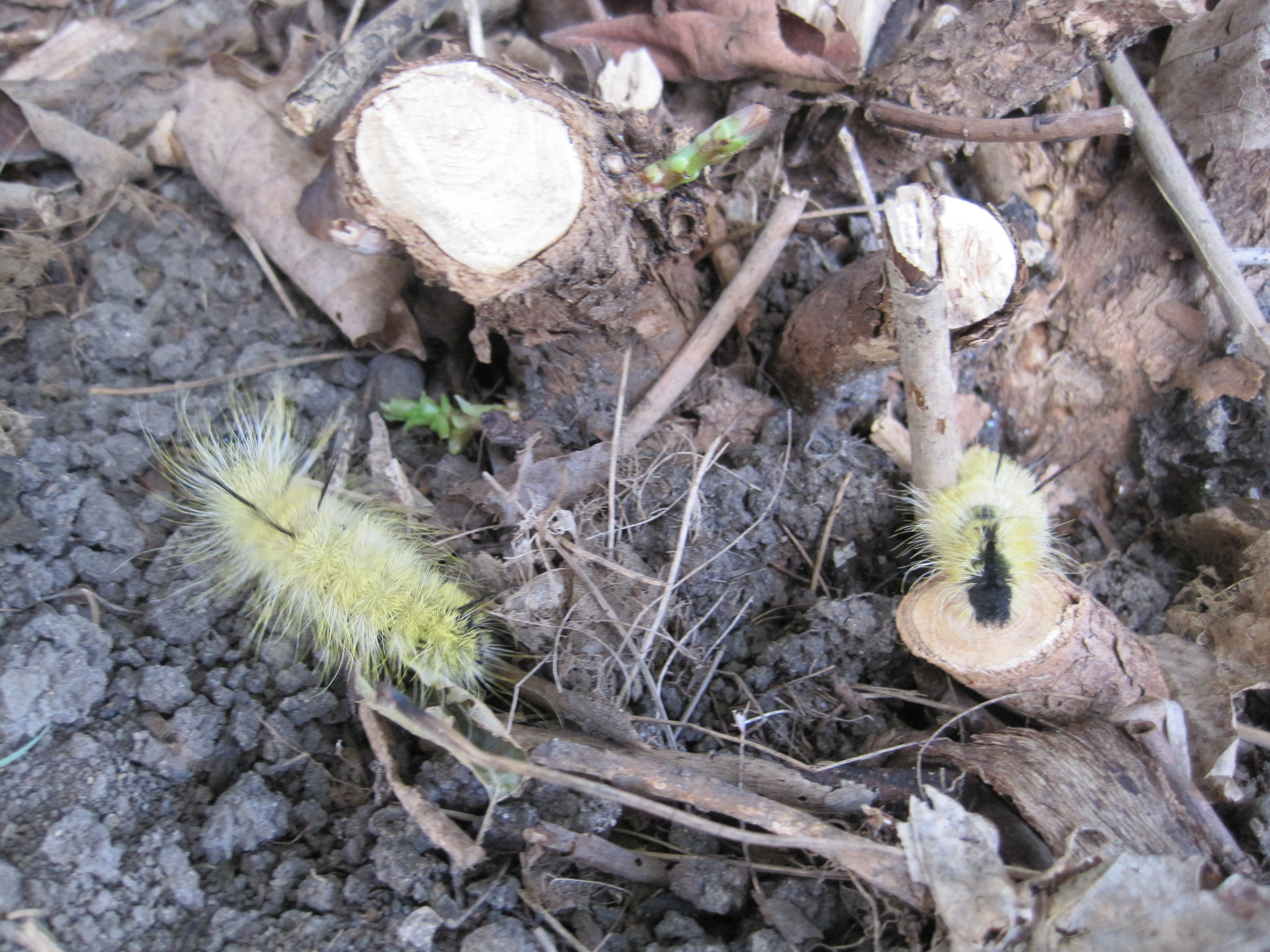 two yellow caterpillars Pics4Learning