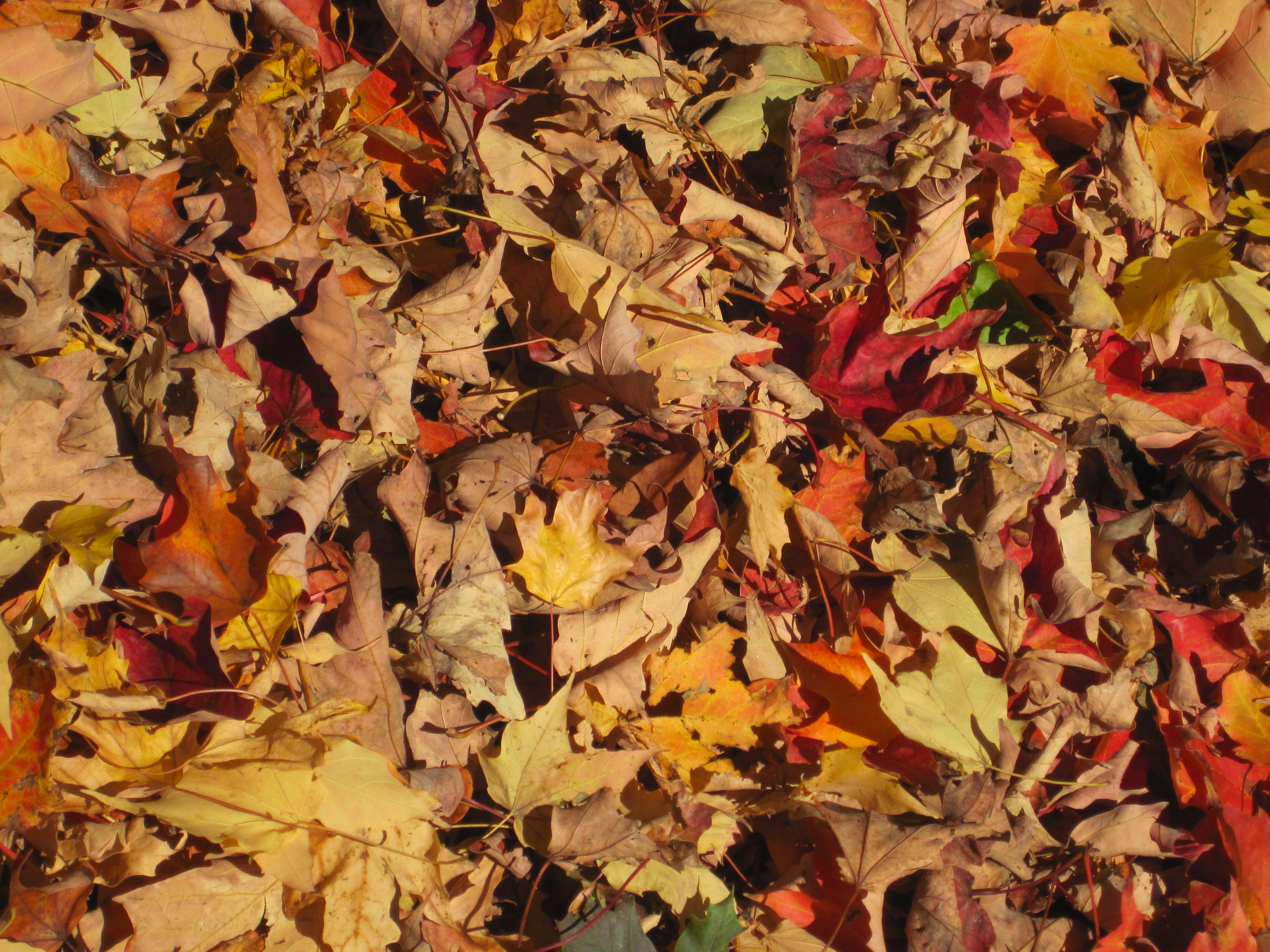 fall leaves | Pics4Learning