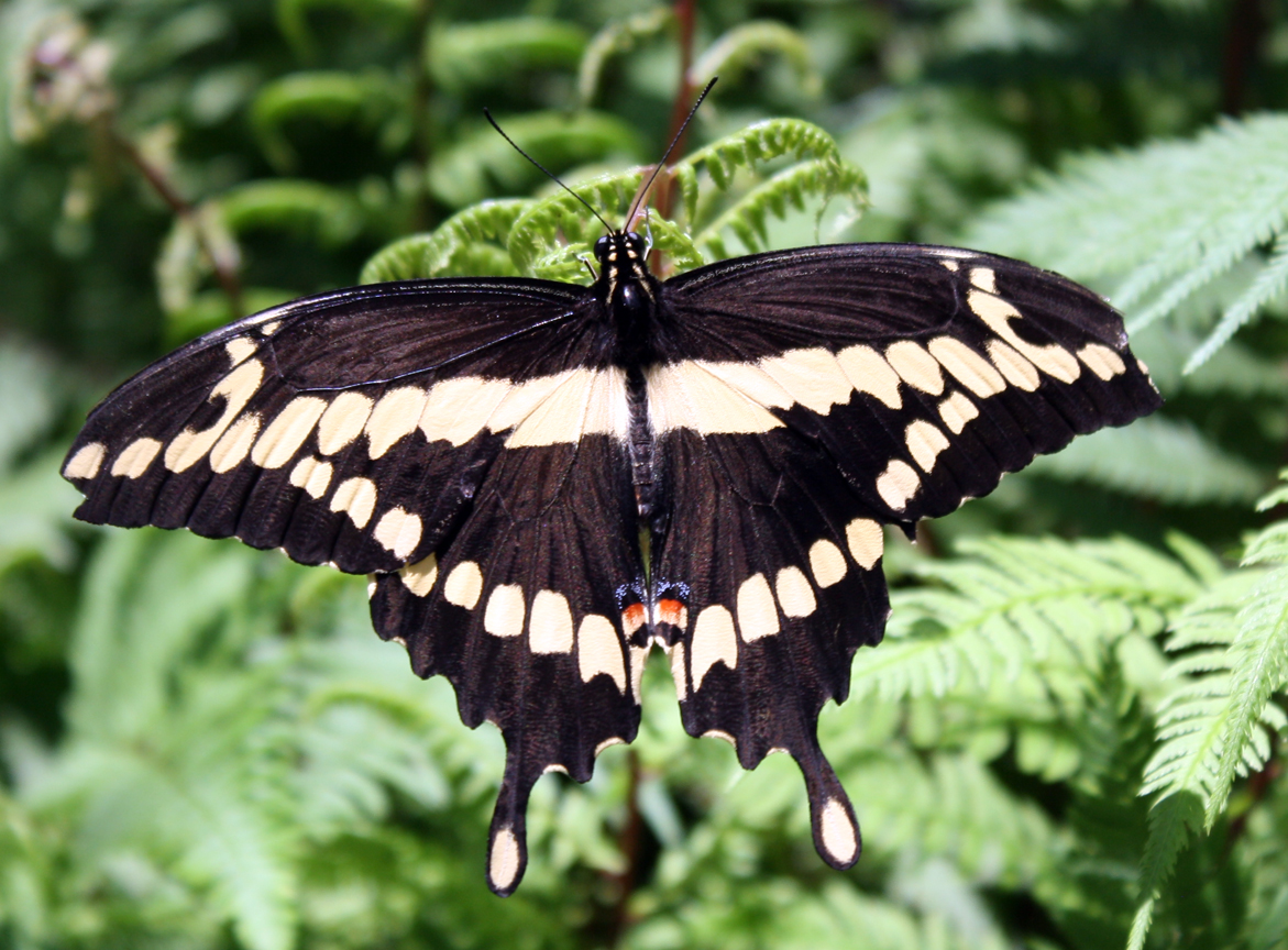 Black Swallowtail Butterfly | Pics4Learning