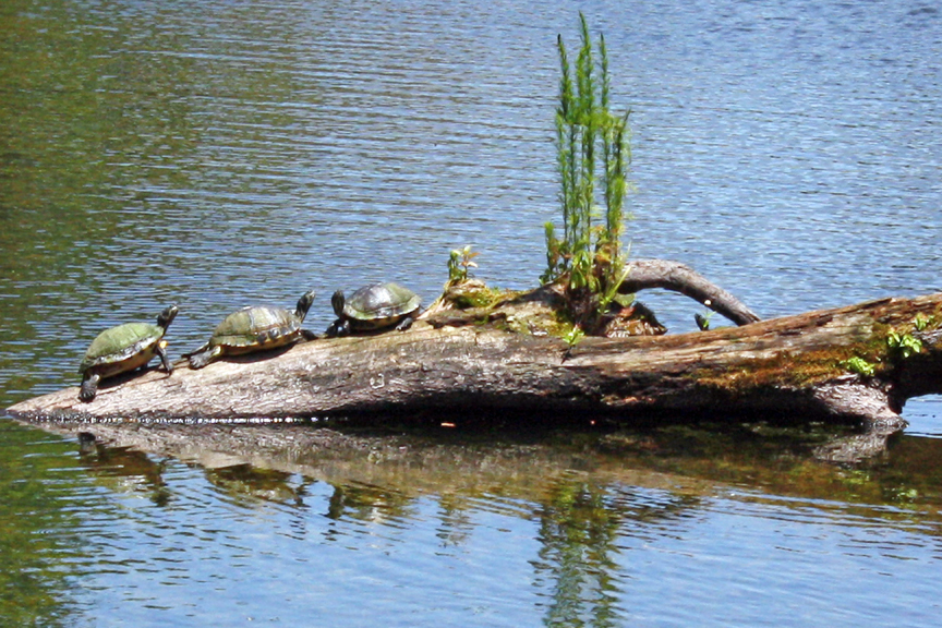 Turtles On A Log 