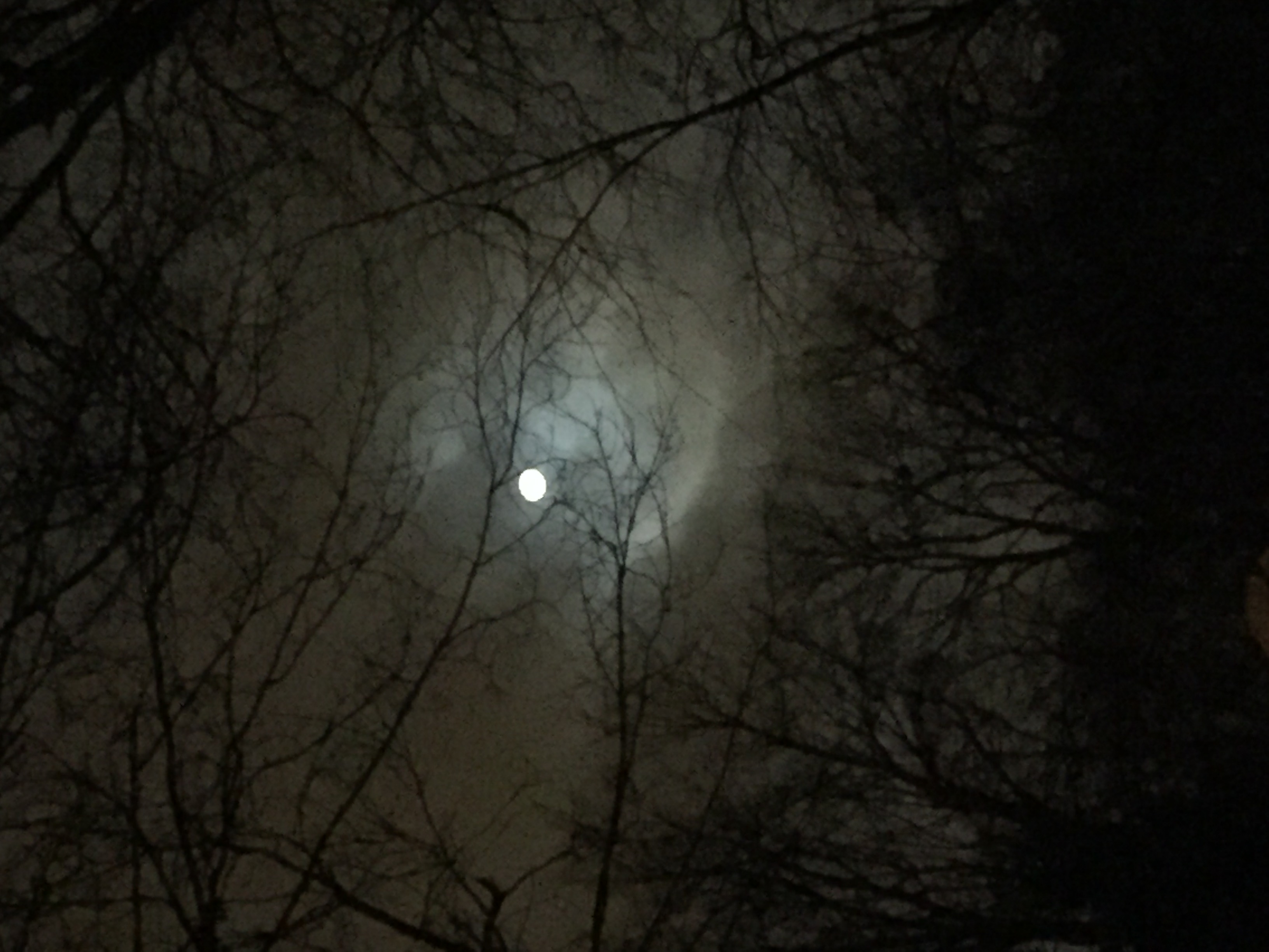 Moon and Trees | Pics4Learning