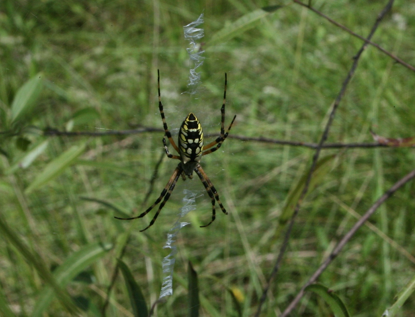 Oh the webs we weave! Black and Yellow Garden Spider - Argiope aurantia