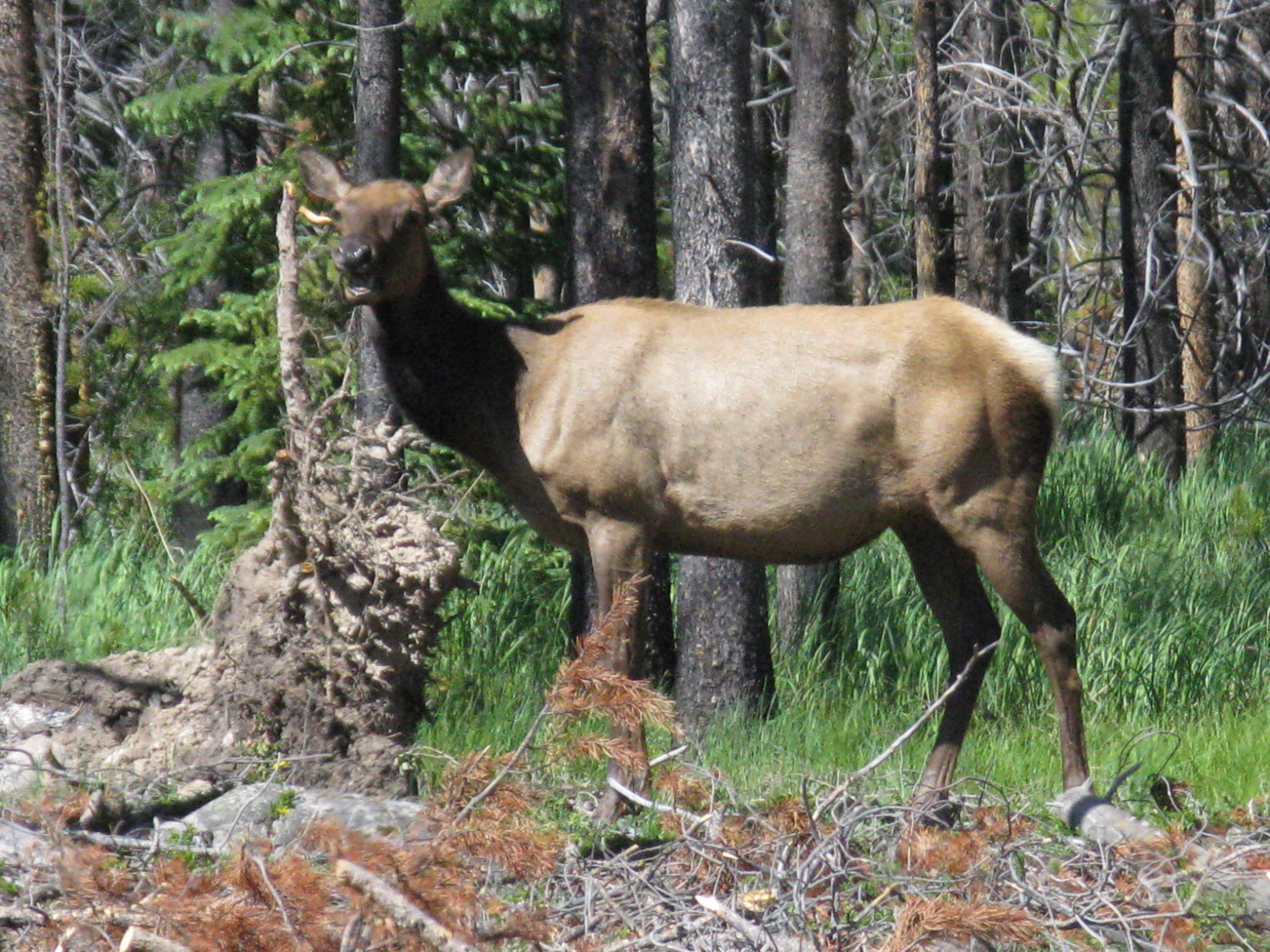 female elk antlers