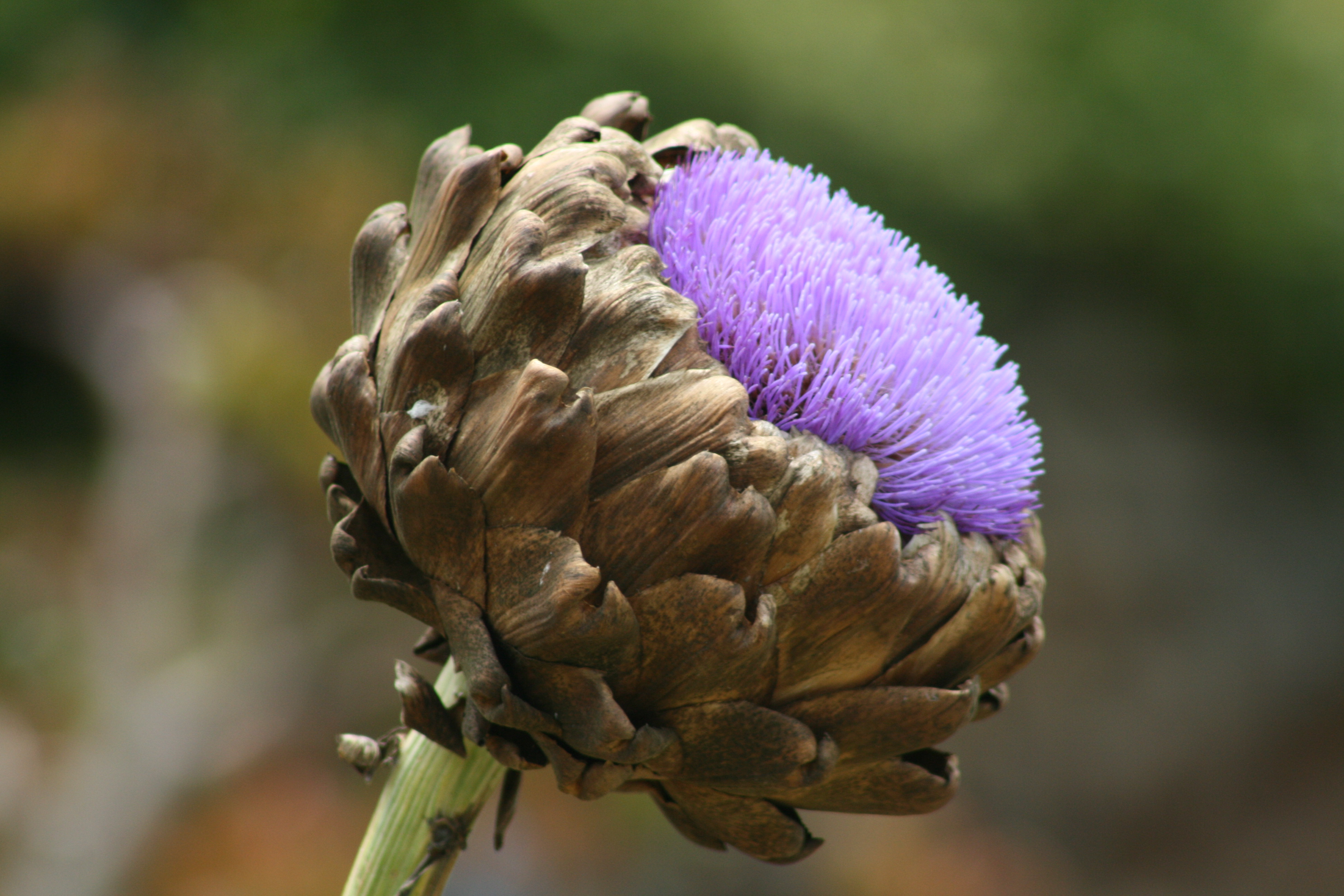 Artichoke in bloom Pics4Learning
