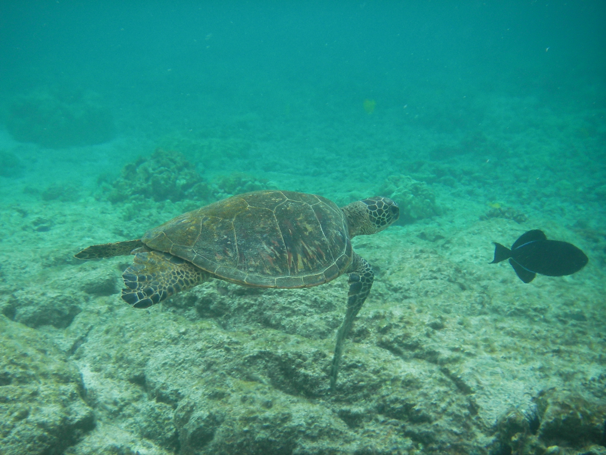 Honu Pics4Learning