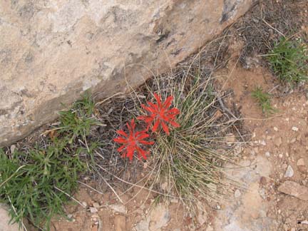 desert indian paintbrush plant nursery desert indian paintbrush plant nursery