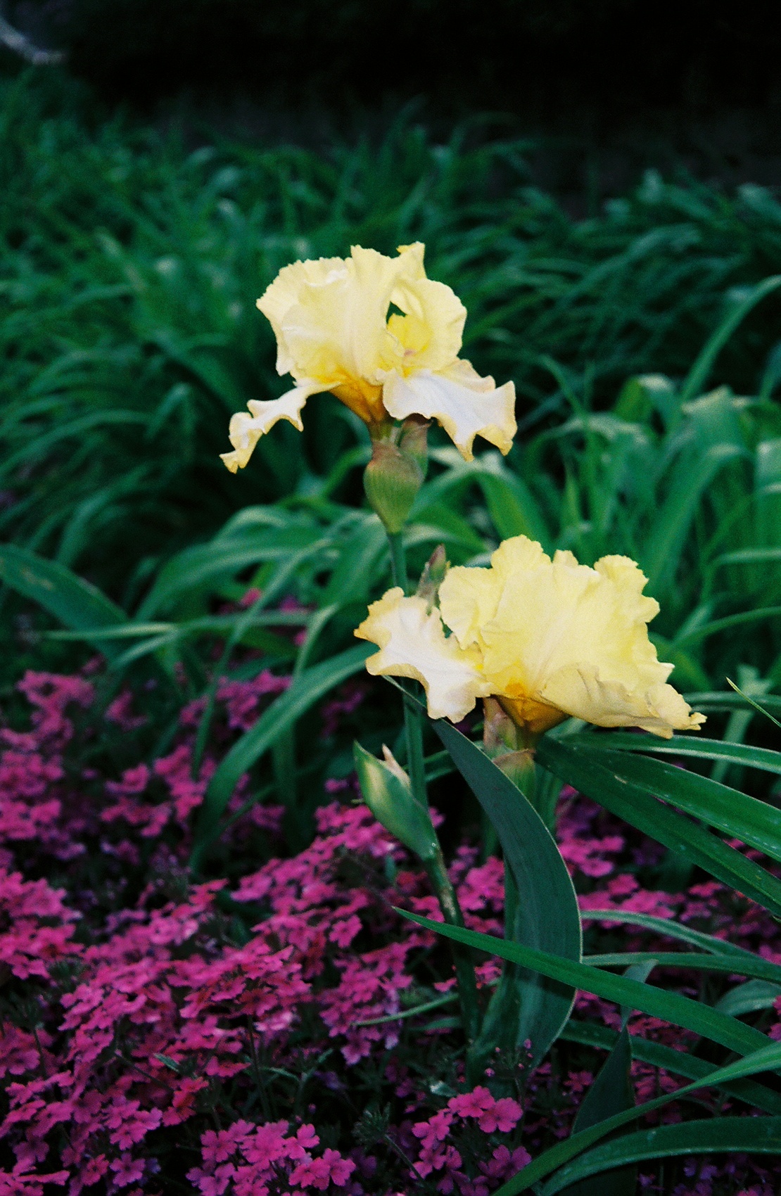 Yellow iris with verbina