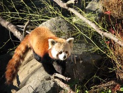 Free Photos for Education | Pics4Learning