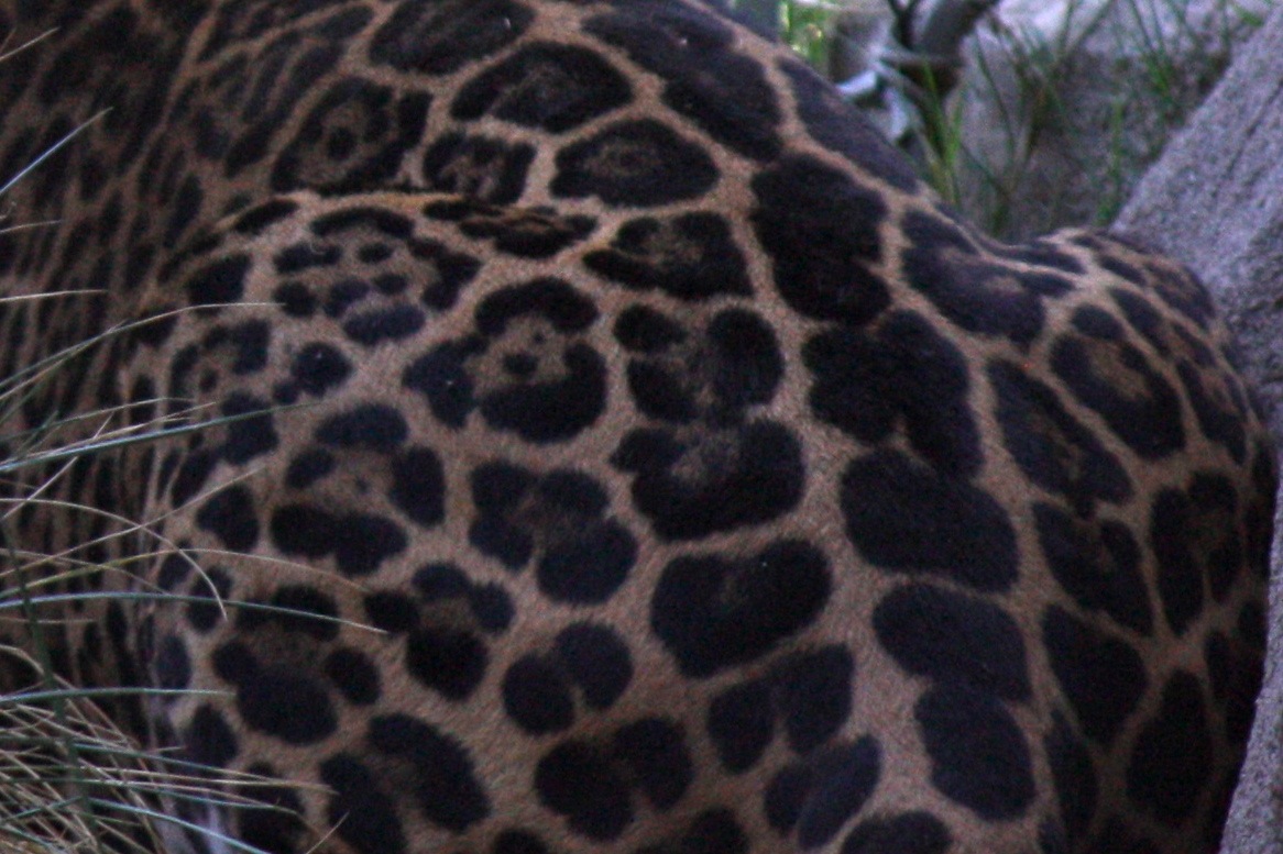 Jaguar Fur Pics4Learning