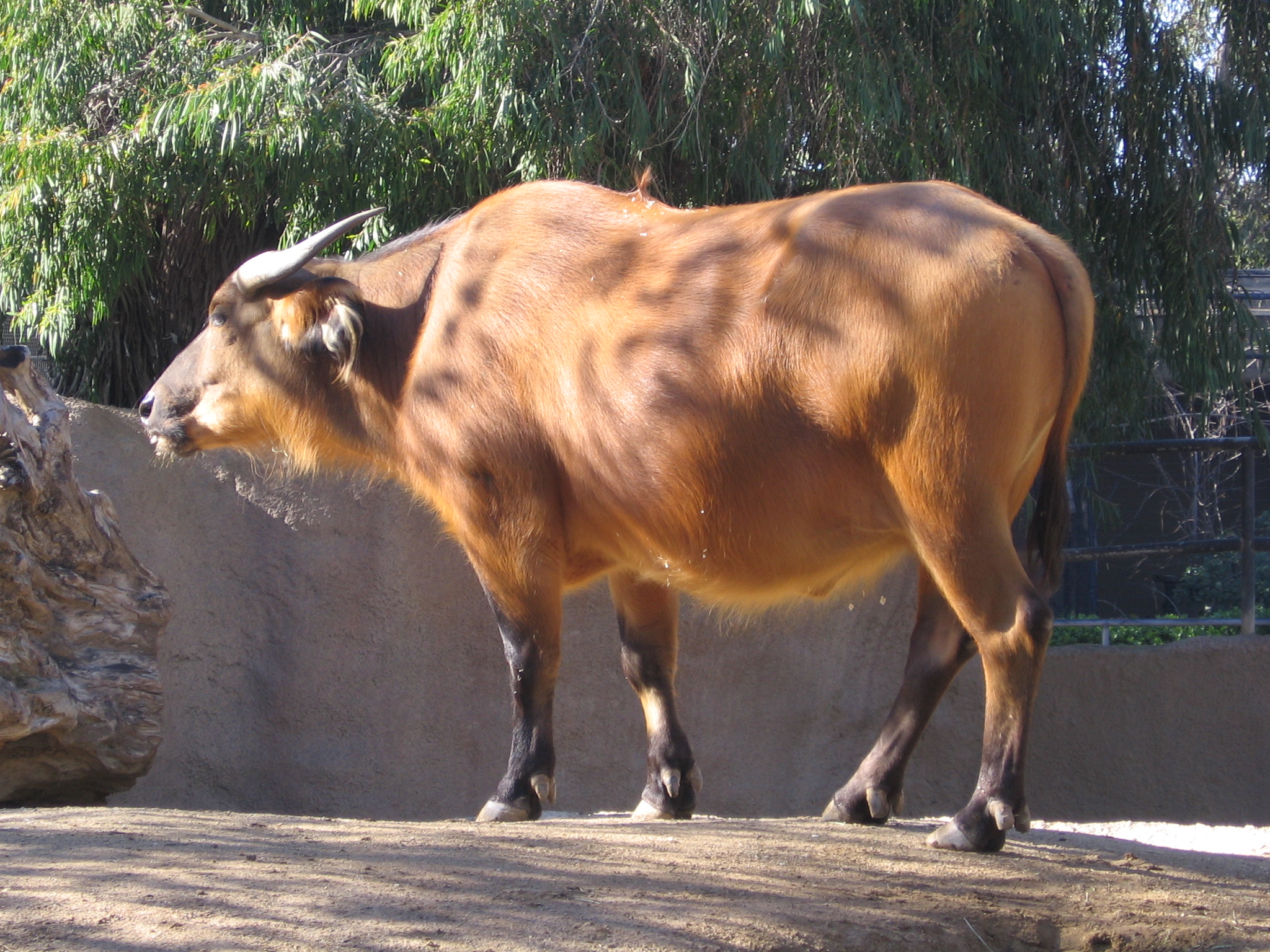 Java Bantang at the San Diego Zoo
