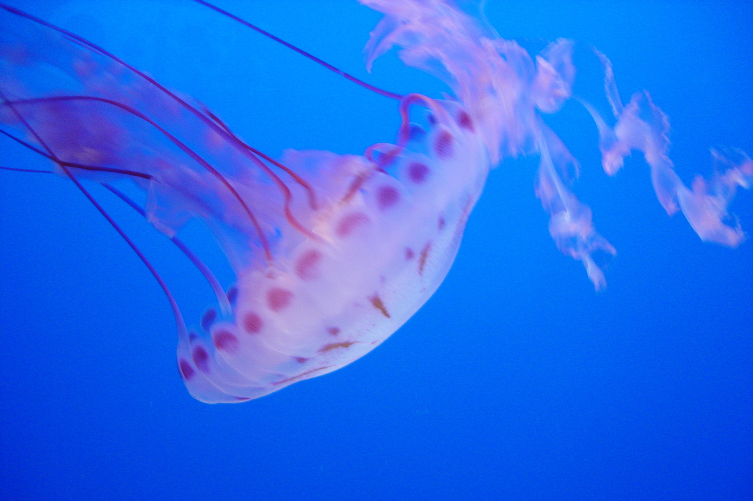 jelly cat jelly fish