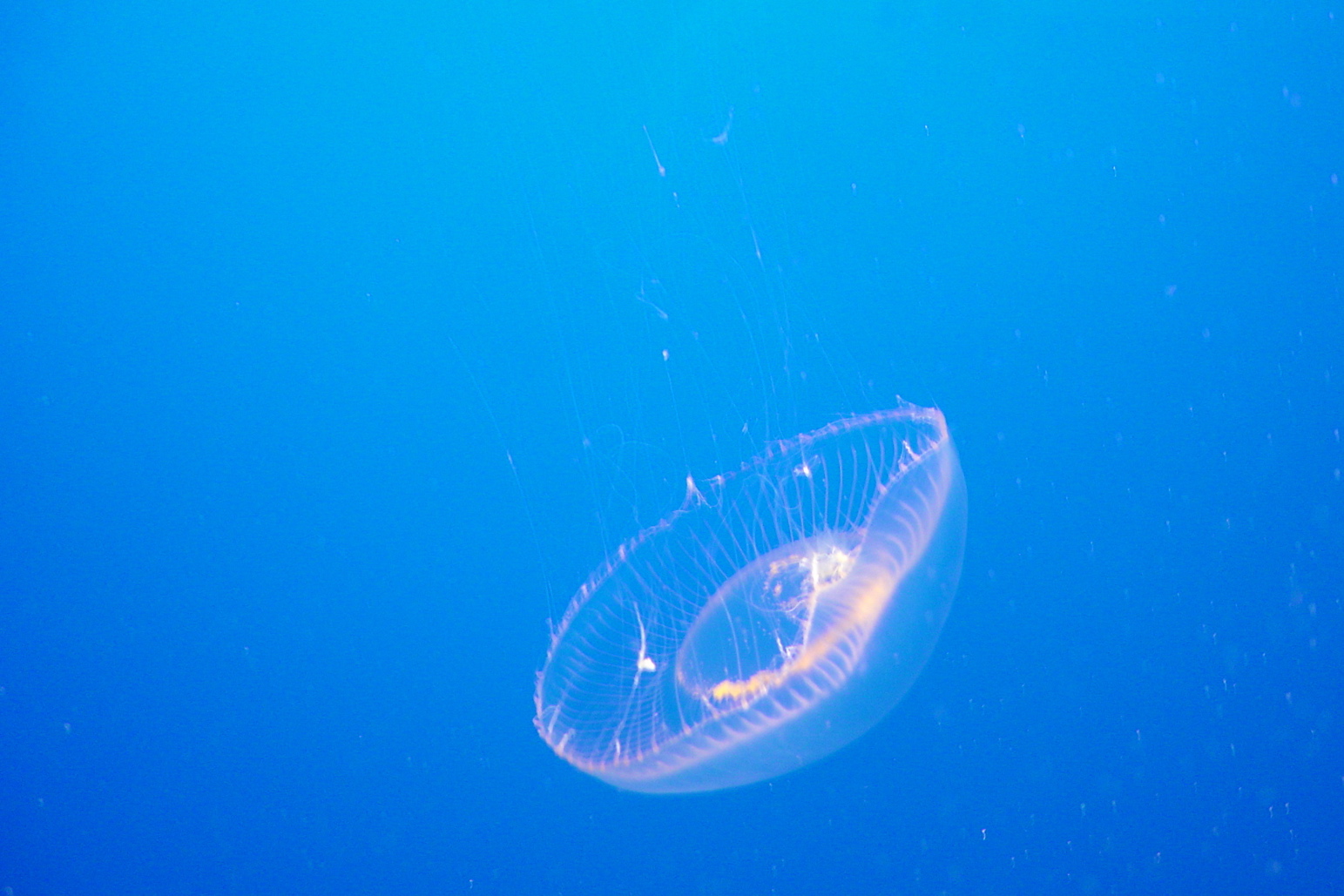 Jes Fish Jelly Fish | Pics4Learning