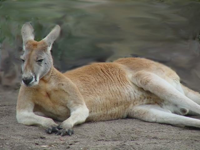 giant red kangaroo