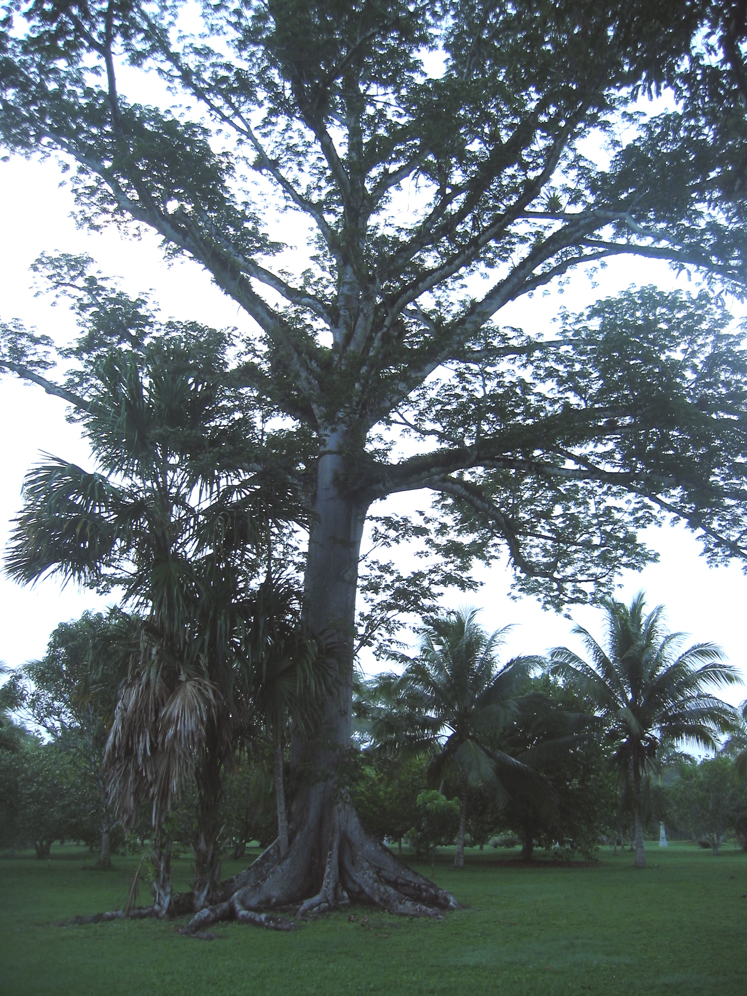 Kapok Tree Pics4Learning