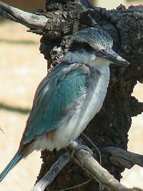 New Zealand Kingfisher | Pics4Learning