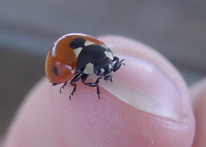 Lady bird beetle or lady bug | Pics4Learning