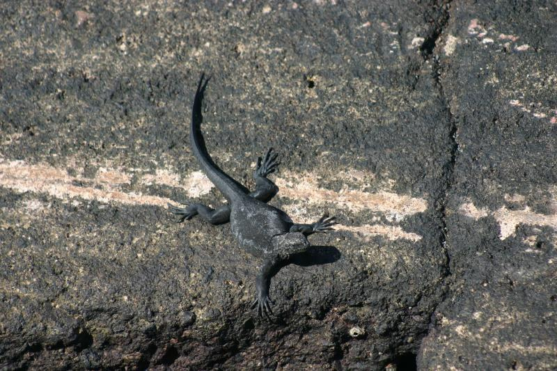 Lava Lizard | Pics4Learning