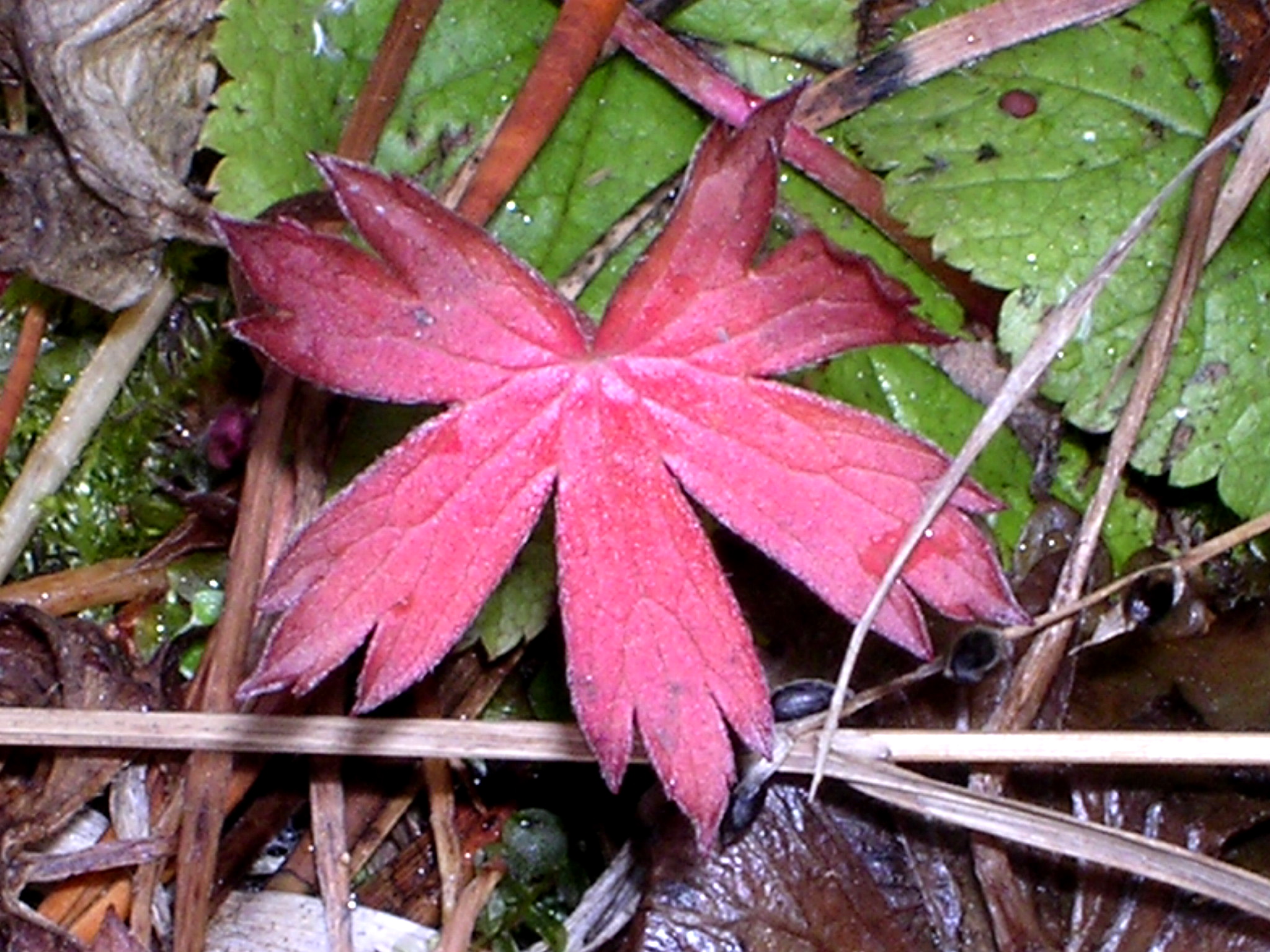 Red Leaf Pics4Learning