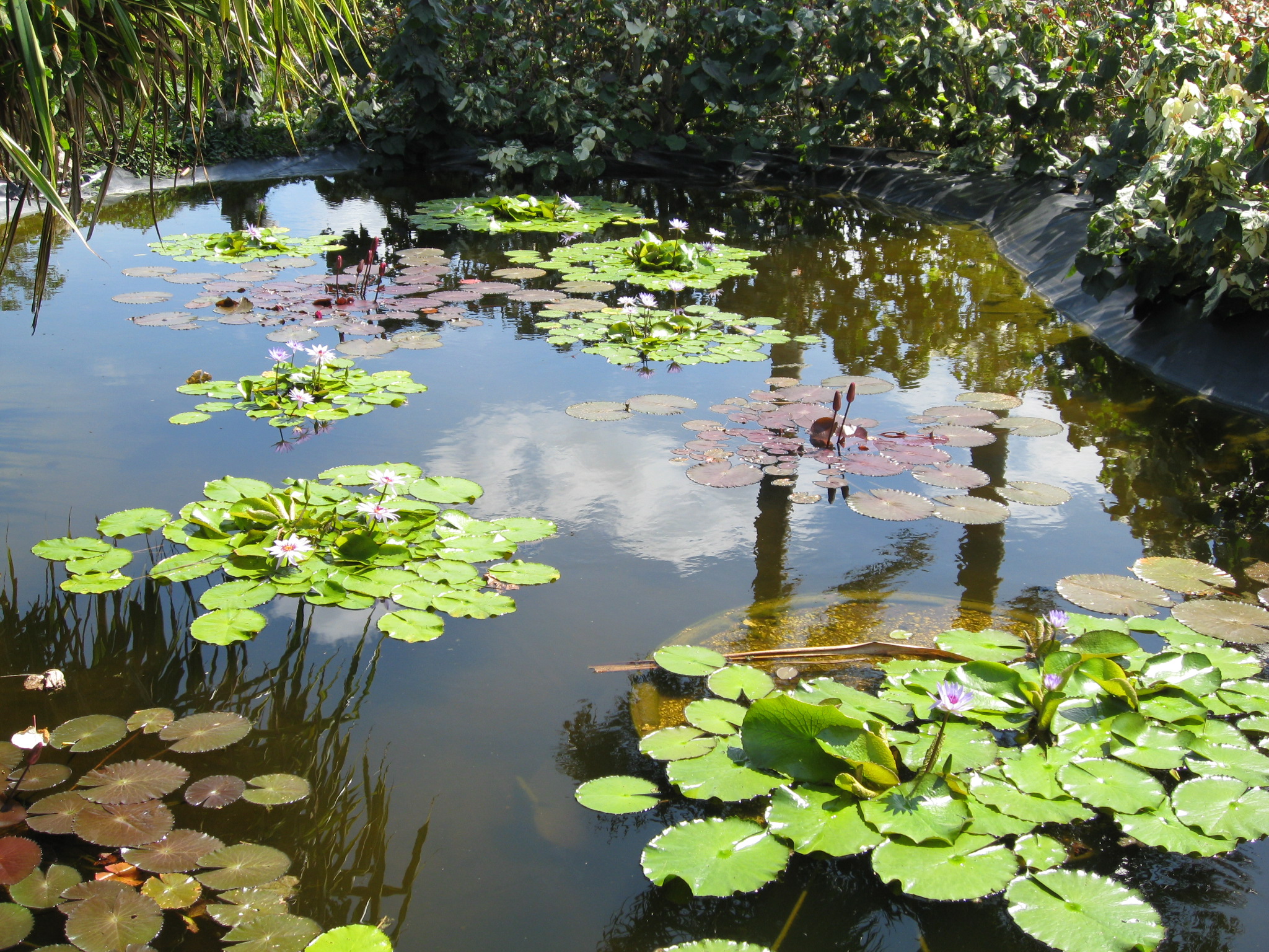 Lilly pond Pics4Learning