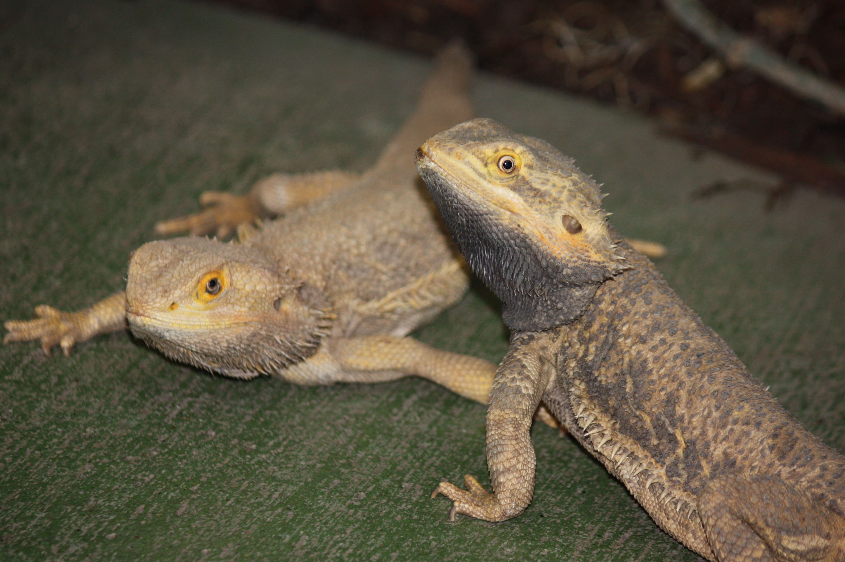 Bearded Dragons | Pics4Learning