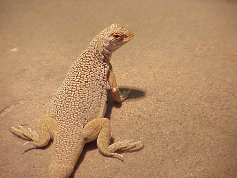 Sand Lizard Pics4learning