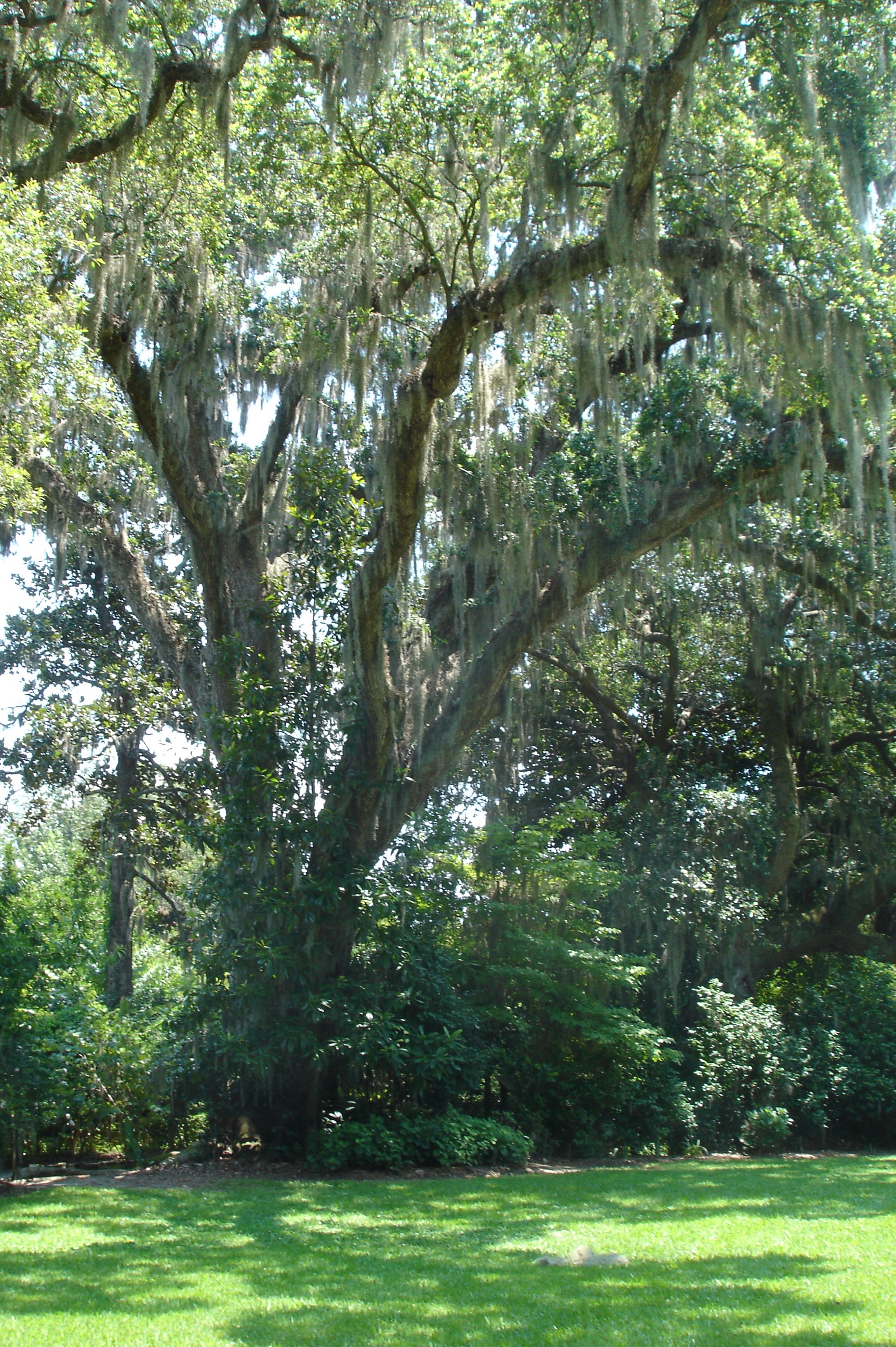 Magnolia Plantation Swamp | Pics4Learning