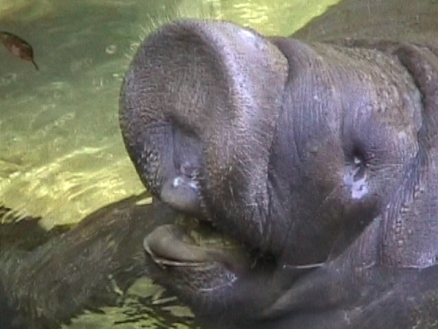 Manatee close up | Pics4Learning