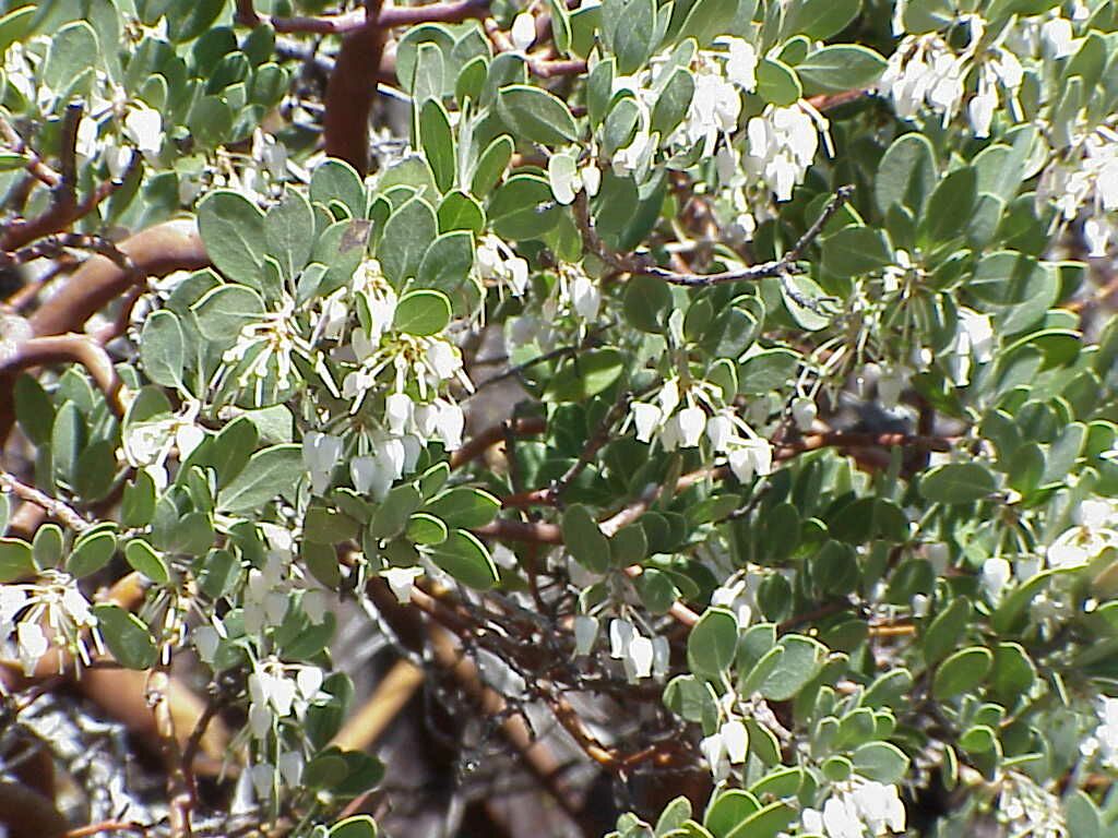 Manzanita Flowers and leaves | Pics4Learning