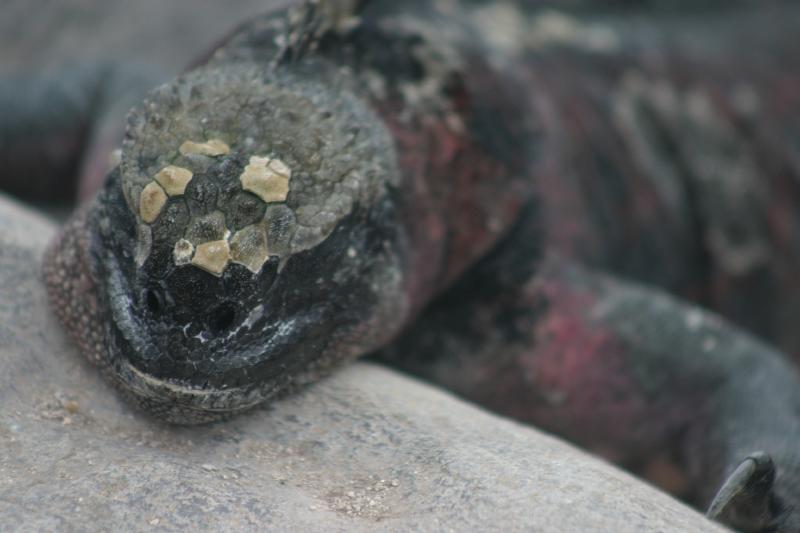 Marine Iguana | Pics4Learning