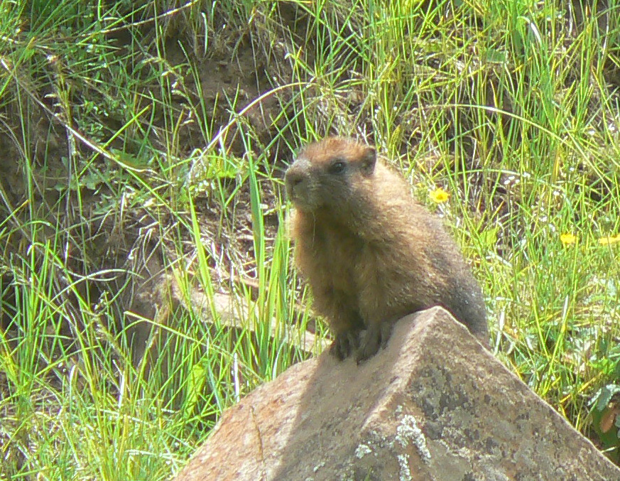 Yellow-bellied Marmot - Marmota flaviventris | Pics4Learning