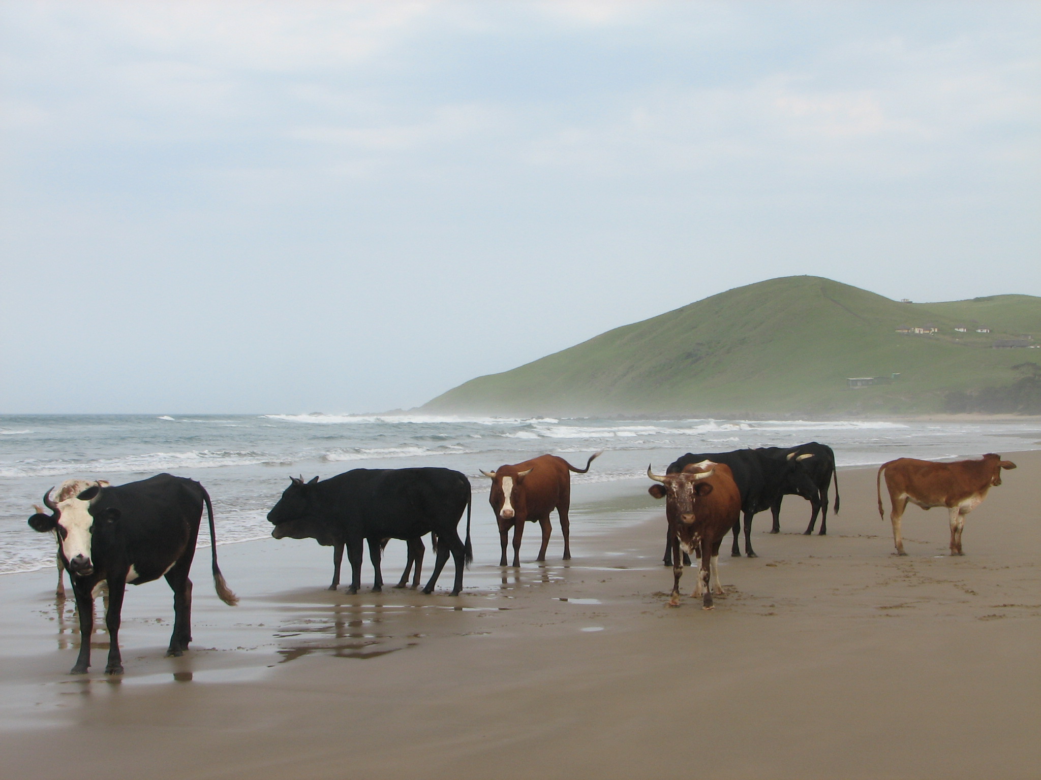 Cattle on the Beach