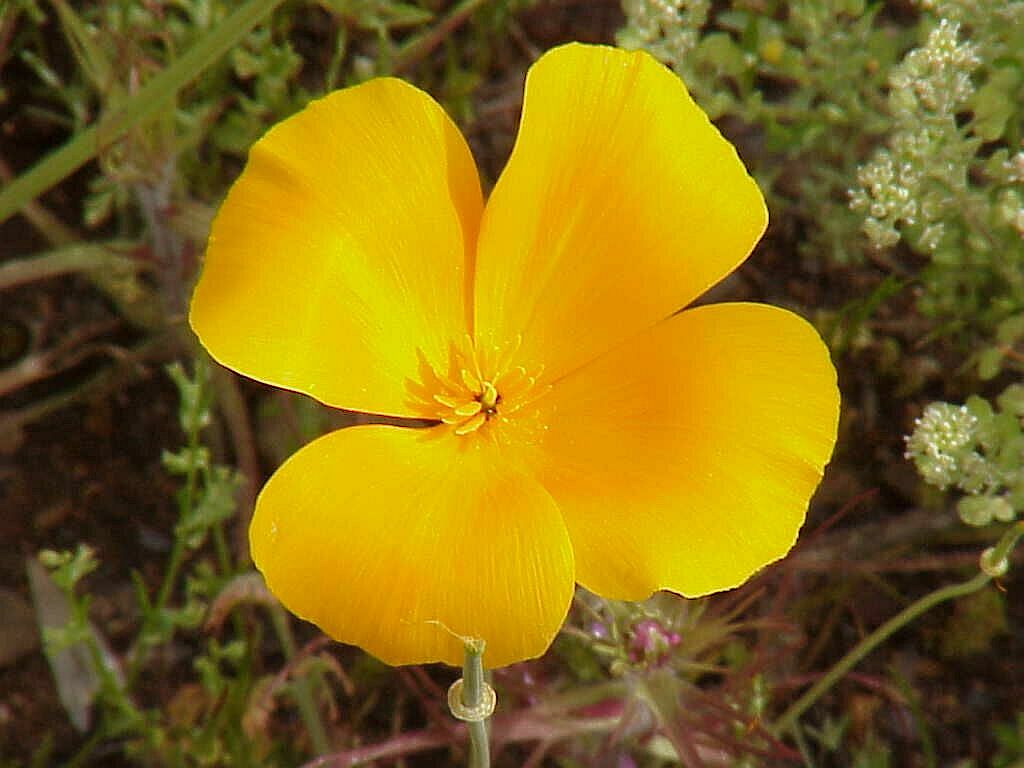 Mexican Poppy Closeup | Pics4Learning