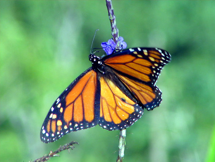 Monarch Butterfly