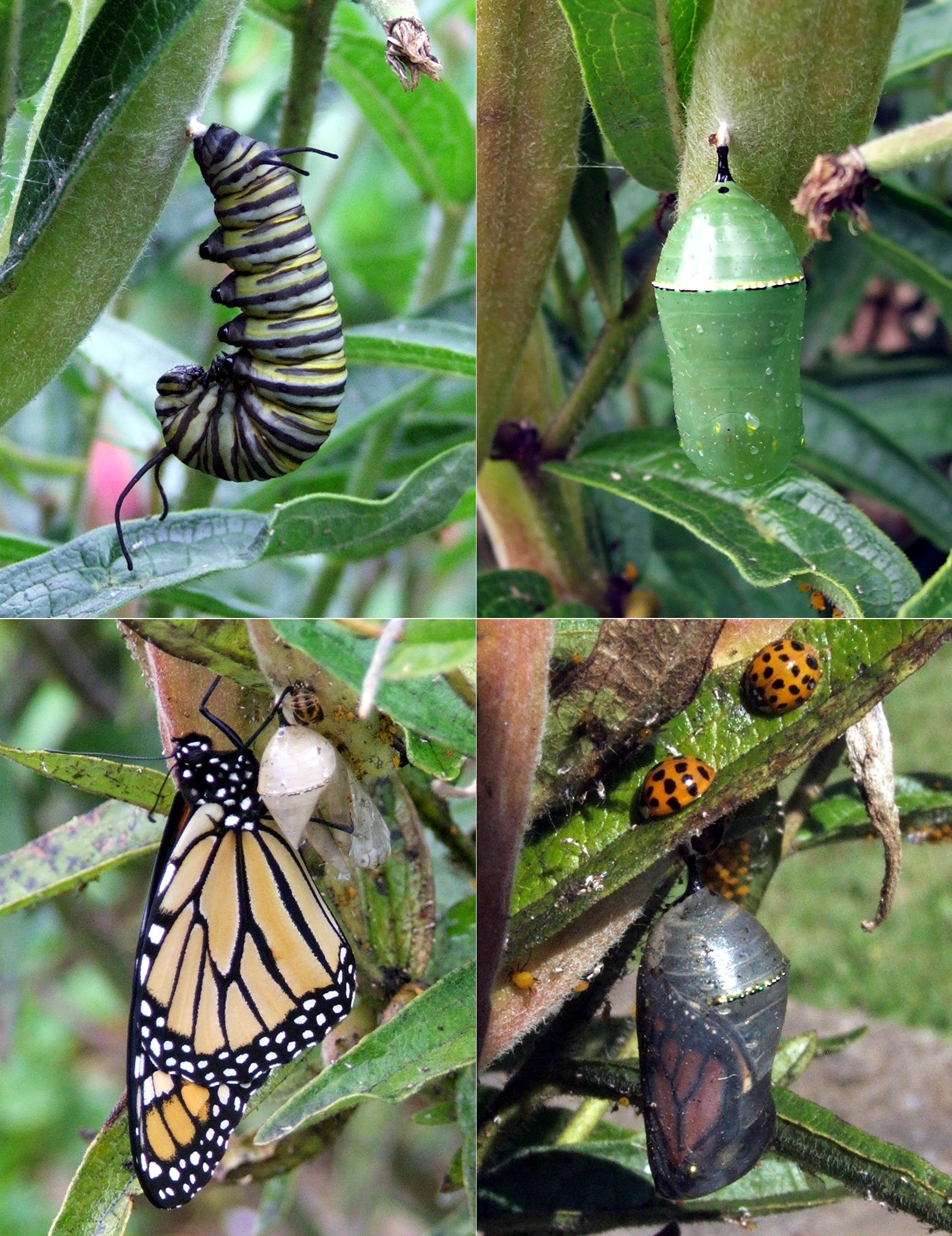 4 phases in the life of a Monarch Butterfly | Pics4Learning