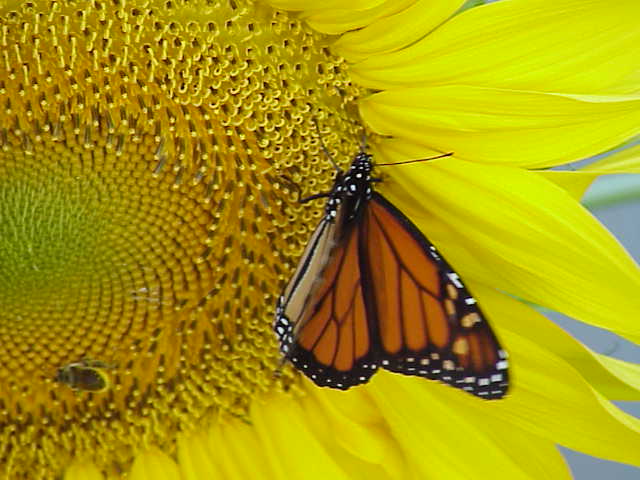 Monarch and bumblebee on mammoth sunflower | Pics4Learning