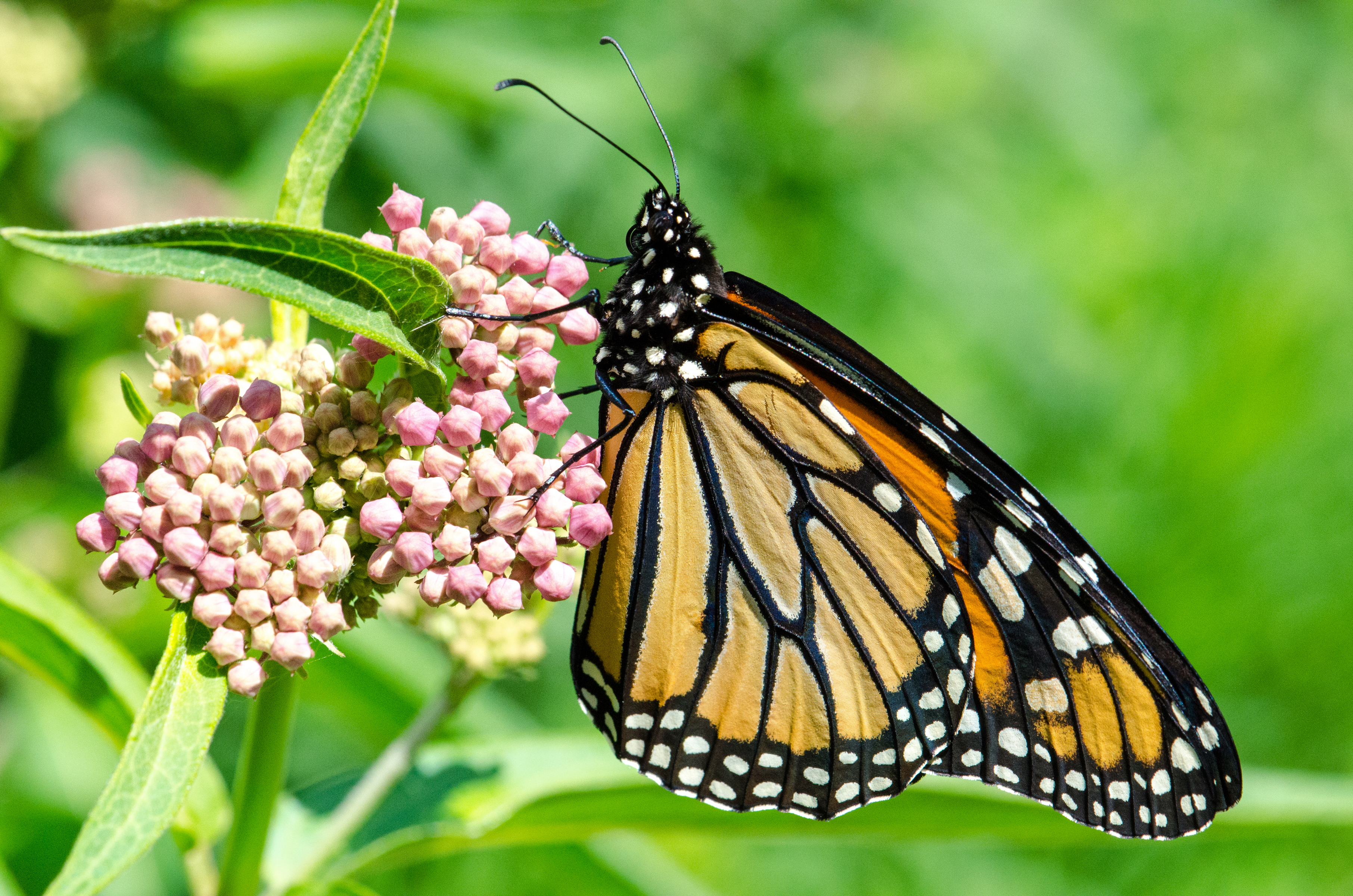 monarch butterfly on milkweed | Pics4Learning