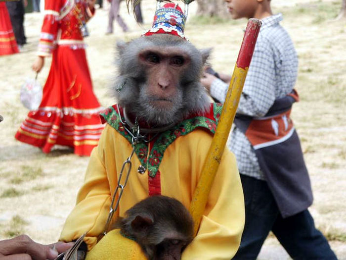Performing monkey at the market