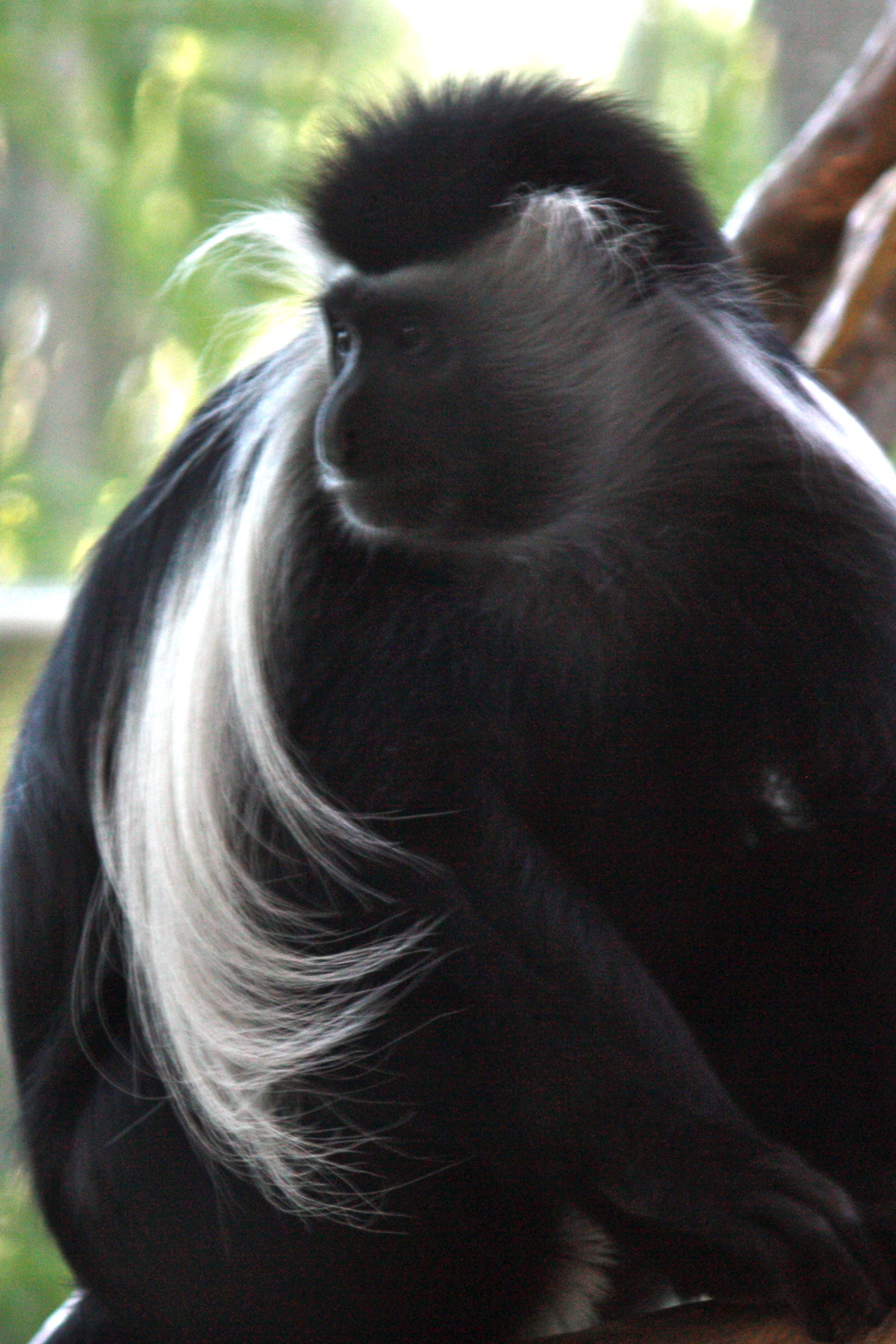 Monkey with hair | Pics4Learning