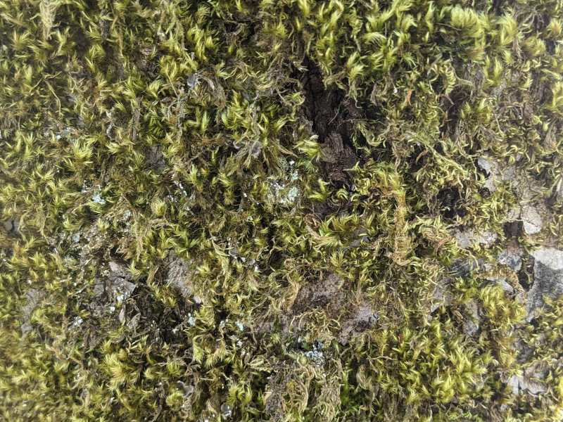 Moss Texture | Pics4Learning