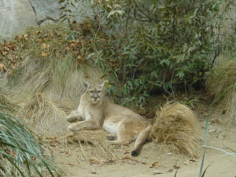 cougar 76 cougar 76