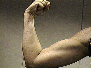 arm muscles | Pics4Learning